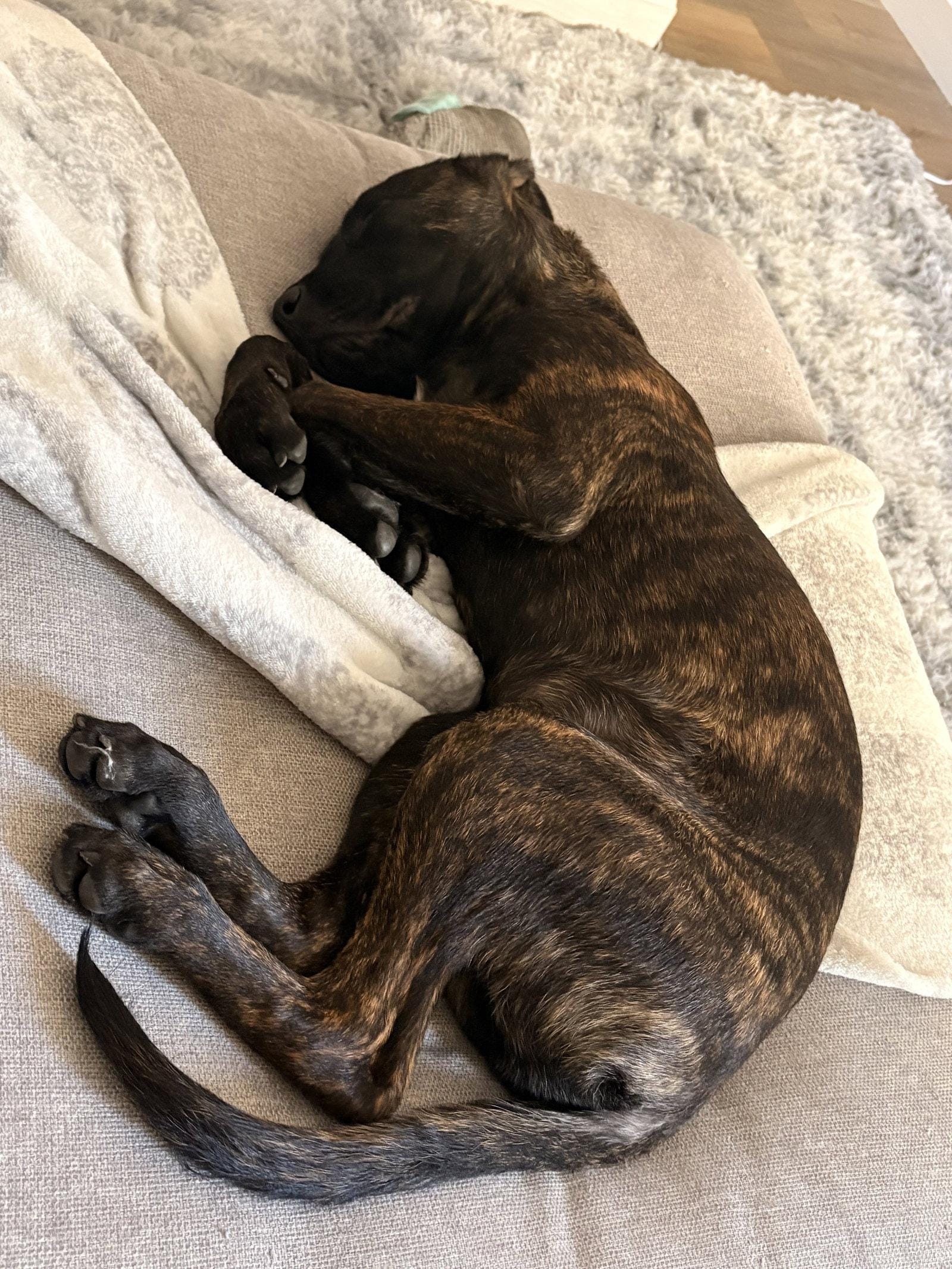 Max