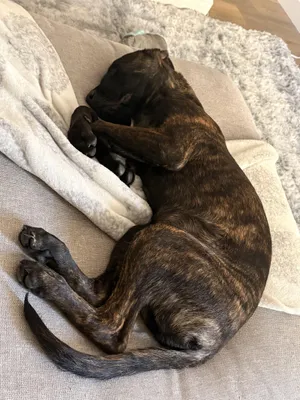 Max