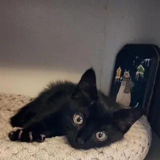 Moomba