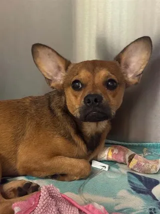 ROSCOE