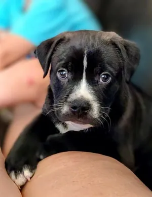 CHESTER