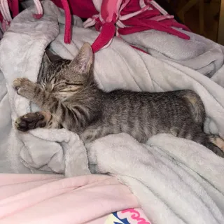 Macchiato