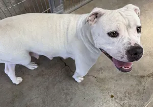 Shalomar
