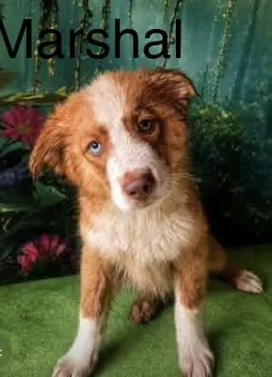 Macie