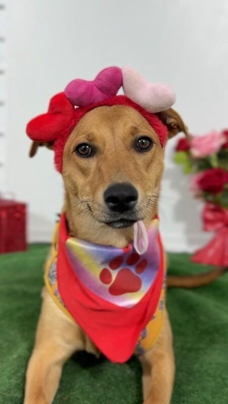 Lia-One of our Amazing Rescue Dogs