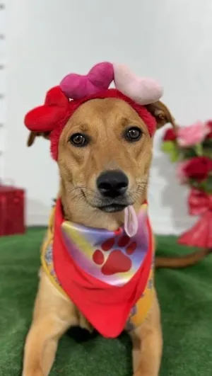 Lia-One of our Amazing Rescue Dogs
