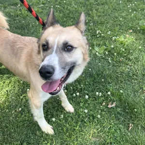 Koda