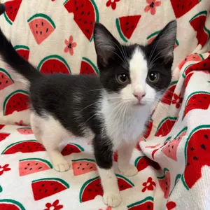 Peanut 7491