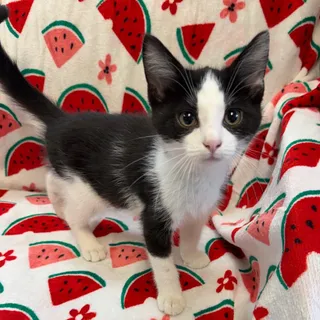 Peanut 7491