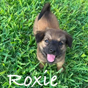 Roxie