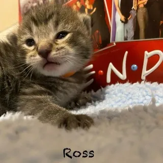 Ross