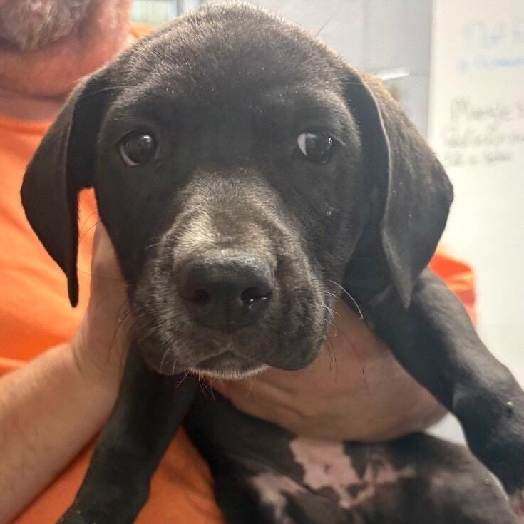 Kali