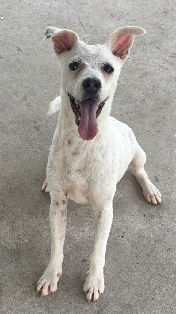 Sampson-Good Puppy!