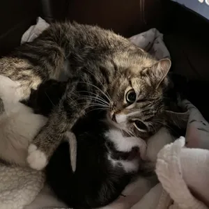 Matilda