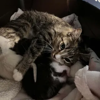 Matilda
