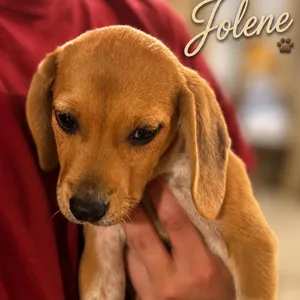 Jolene
