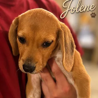 Jolene