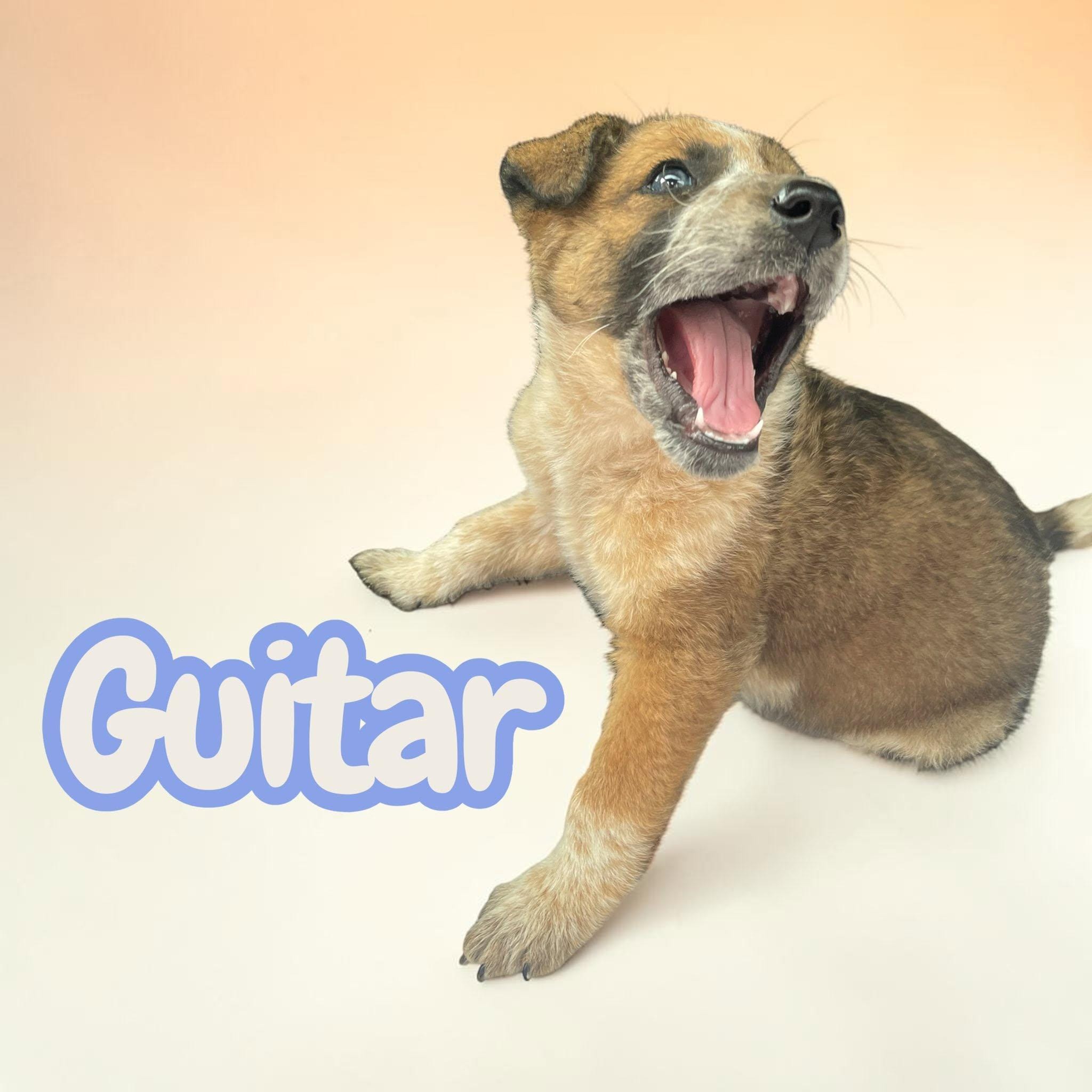 Guitar