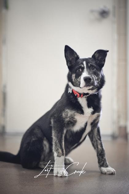 Scout