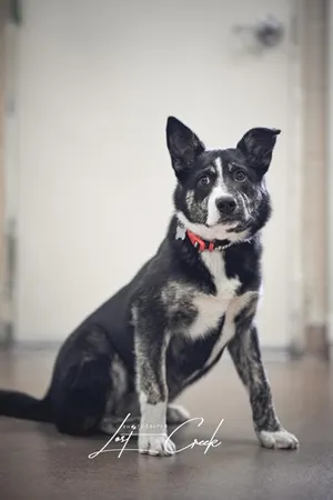 Scout