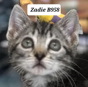 Zadie