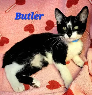 Butler