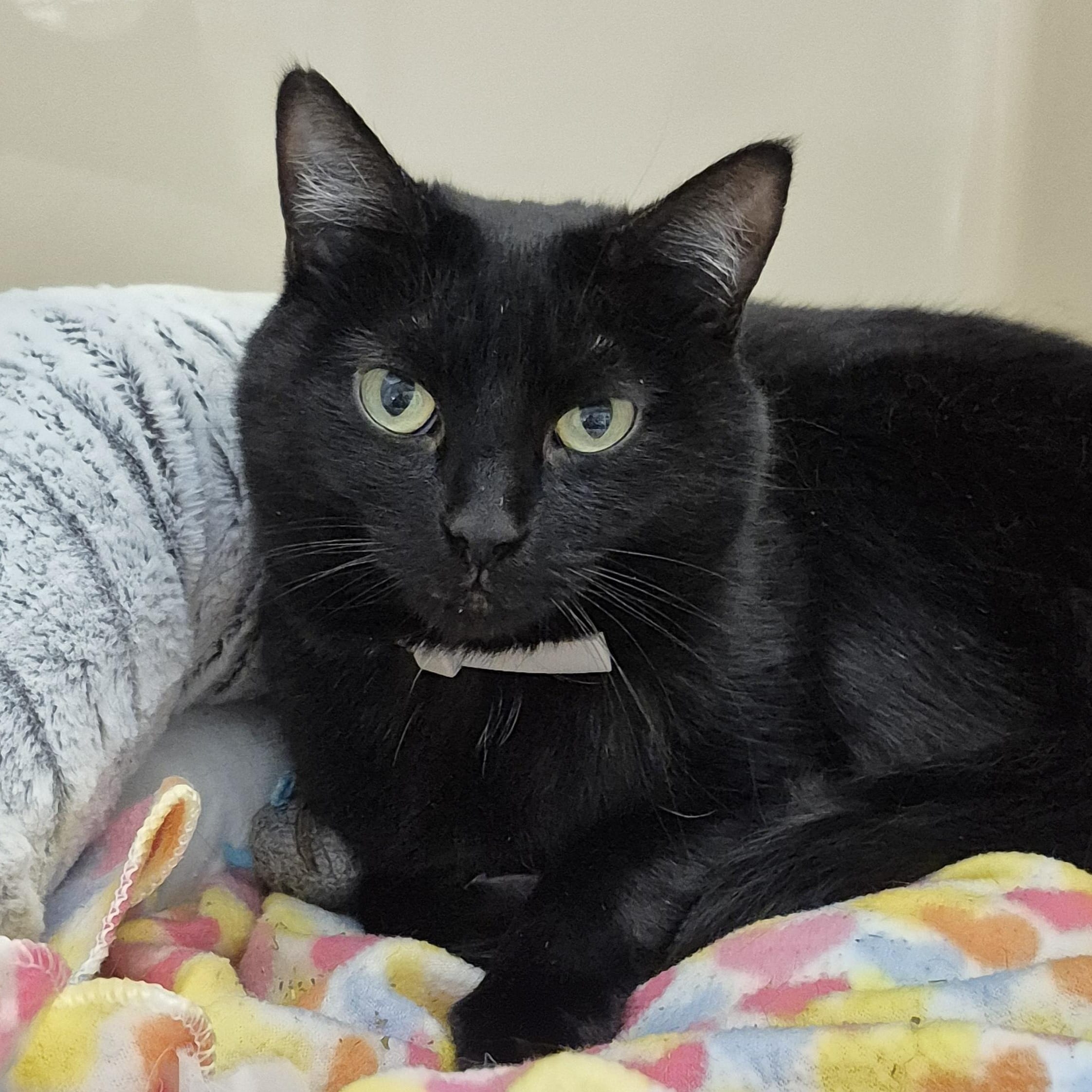 Binx