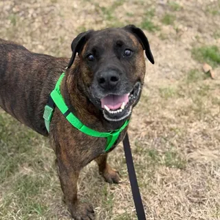 Koda