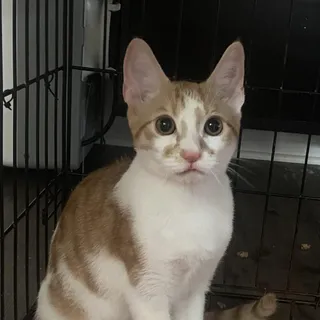 Dennis