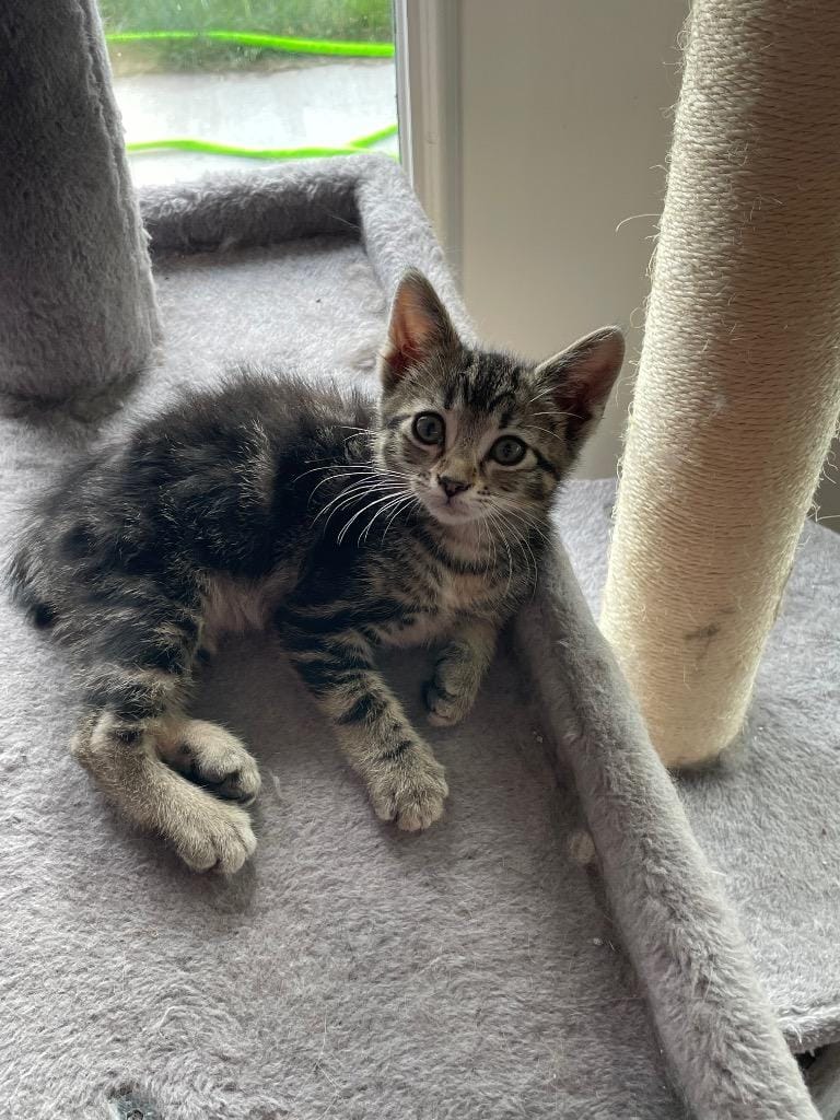 Sparrow Kitten