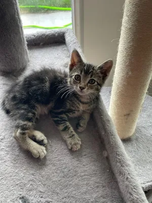 Sparrow Kitten