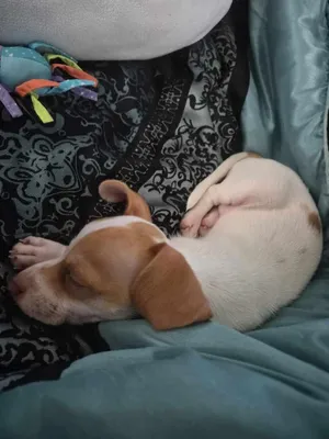 Odin
