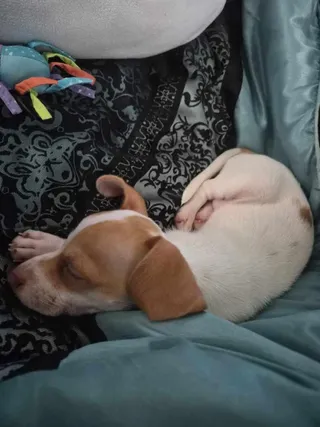 Odin
