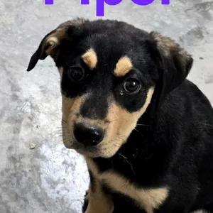Piper