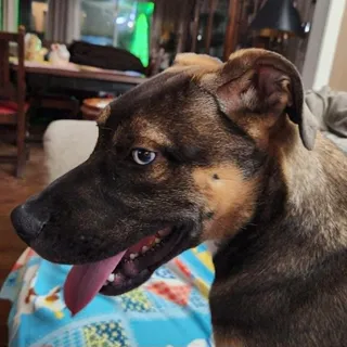 Kona