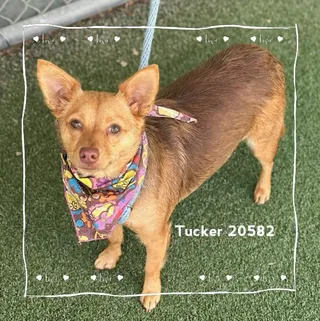 TUCKER