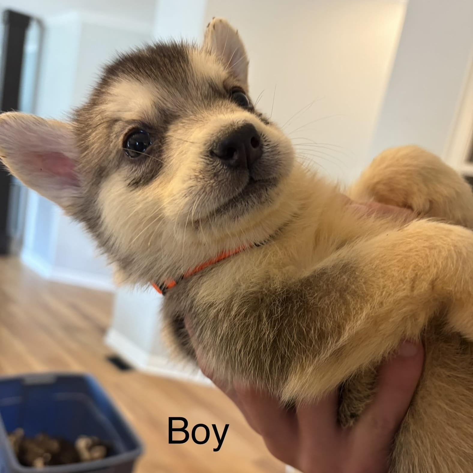 Brady