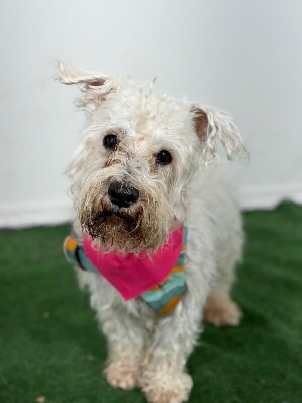Rolly-One of our Amazing Rescue Dogs