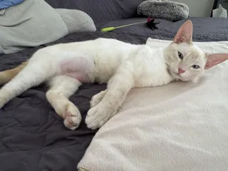 Toastie