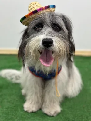 Manny (Manuelito)-One of our Amazing Rescue Dogs