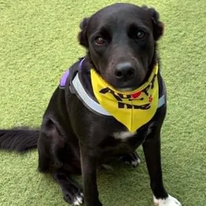 MONICA - Foster or Adopter Needed