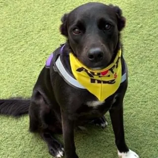MONICA - Foster or Adopter Needed