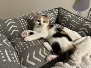 Chippie