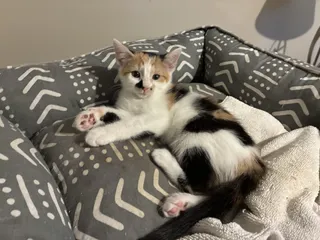 Chippie
