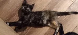 JASMINE