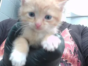 MARMALADE