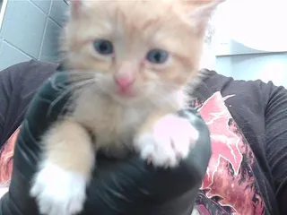 MARMALADE