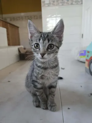 PALMER