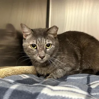 Gracie