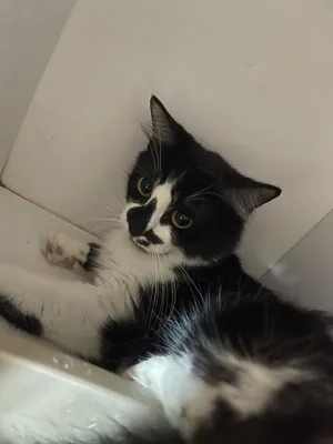 Missy